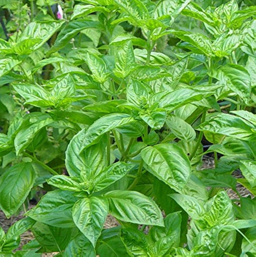 Lemon basil plant grown from seeds with bright green leaves and a strong citrus aroma
